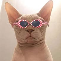 Chiara Rose (Adelaide Tattoo Artist)